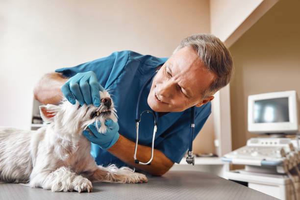 Best Pediatric Emergency Dentist in King, WI